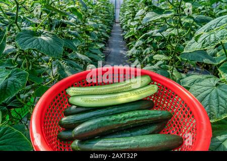 Japanese-like cucumber is grown organically in Da Lat, Vietnam. Stock Photo