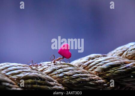 EMBARGOED TO 0001 FRIDAY FEBRUARY 14 A leafcutter ant carries a miniature heart-shaped rose petal back to its nest at Bristol Zoo Gardens, where they use them to grow fungus as food. The rose petals, cut into small, manageable shapes decompose quickly and attract the ants, helping to increase nutrients for the fungus within their nest. Stock Photo