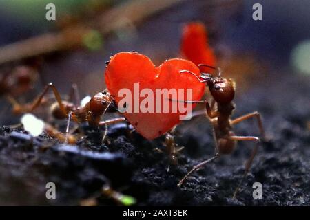 Leafcutter ants carrying peppers cut into the shape of hearts at Blair Drummond Safari Park in Scotland. They might be the smallest animal at the Scottish safari park, but these ants are known for their impressive carrying abilities and can lift weights twenty times their body weight. The worker ants will take these heart-shaped petals back to their nest and use them as fertiliser for their food source. Stock Photo