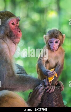 Protective female mother looking after cute tiny little monkey holding piece of fruit to eat, Ten Mile Gallery Monkey Forest, Zhangjiajie National Par Stock Photo