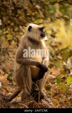 India, Rajasthan, Ranthambhore, National Park, Zone 2, Gray langur Semnopithecus, Hanuman langur monkey Stock Photo