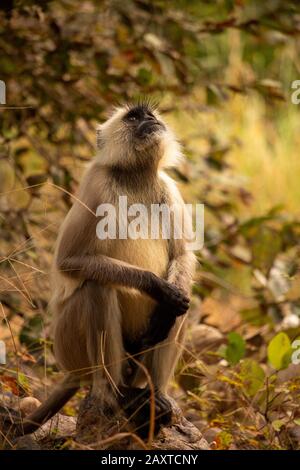 India, Rajasthan, Ranthambhore, National Park, Zone 2, Gray langur Semnopithecus, Hanuman langur monkey looking up into treetops Stock Photo