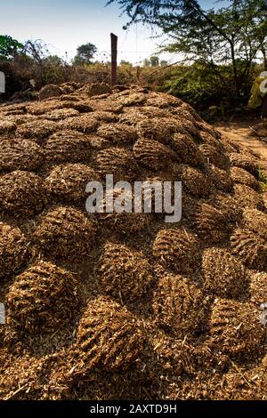 India, Rajasthan, Ranthambhore, Khilchipur, traditional cow dung fuel cakes drying in sunshine Stock Photo