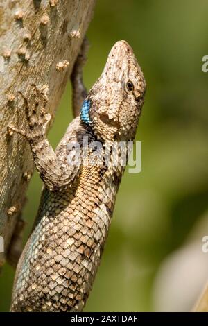 An Eastern Fence Lizard (Sceloporus undulatus), pausing on the end of a tree branch, in a wooded area, near Drewry, Alabama. Stock Photo