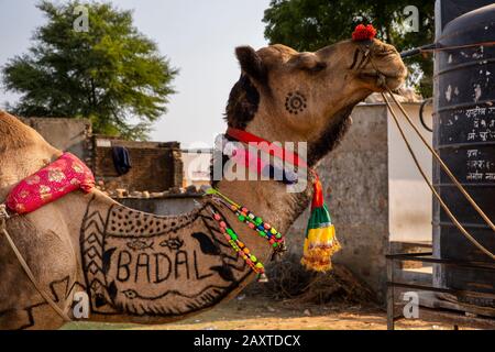 India, Rajasthan, Ranthambhore, Khilchipur, head of decorated camel used to pull wedding carriage, with Hindi word badal meaning change, on neck Stock Photo