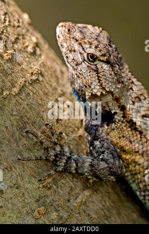 An Eastern Fence Lizard (Sceloporus undulatus), pausing on the end of a tree branch, in a wooded area, near Drewry, Alabama. Stock Photo