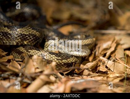 A gray rat snake (Pantherophis spiloides), coiled on a bed of leaves, in a wooded area, near Drewry, Alabama. Stock Photo