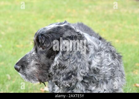 Portrait ten year old english cocker spaniel Stock Photo