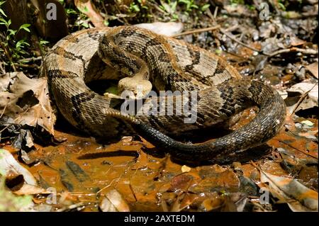 https://l450v.alamy.com/450v/2axtedm/a-coiled-timber-rattlesnake-crotalus-horridus-shaking-its-rattle-in-warning-in-a-marshy-area-on-the-edge-of-bassett-creek-in-clark-county-alabama-2axtedm.jpg