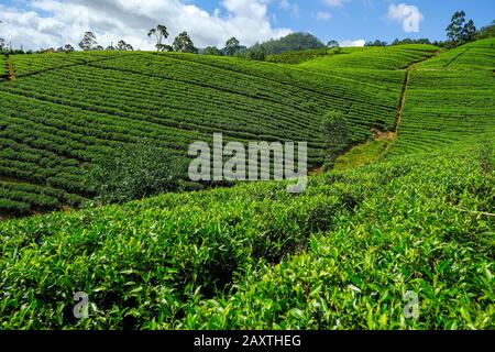 Tea plantation in Sri Lanka.