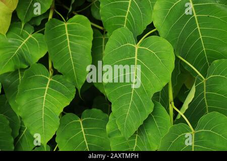 fresh green leaves of Bodhi tree, nature background concept Stock Photo