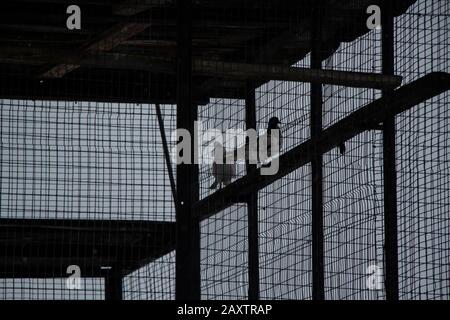 Dove in the mesh cage. Breeding of birds in a special cage. A thoroughbred dove lives in captivity. Bird in cloudy weather. Stock Photo