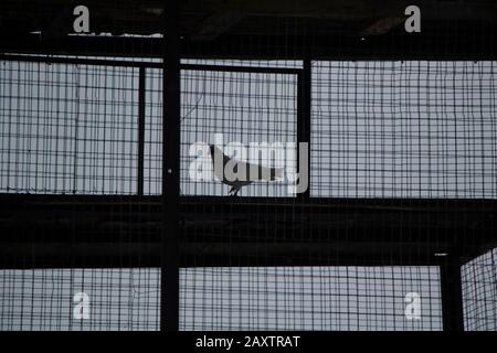 Dove in the mesh cage. Breeding of birds in a special cage. A thoroughbred dove lives in captivity. Bird in cloudy weather. Stock Photo