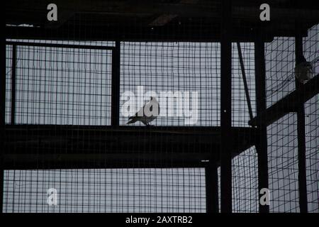 Dove in the mesh cage. Breeding of birds in a special cage. A thoroughbred dove lives in captivity. Bird in cloudy weather. Stock Photo