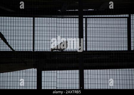 Dove in the mesh cage. Breeding of birds in a special cage. A thoroughbred dove lives in captivity. Bird in cloudy weather. Stock Photo