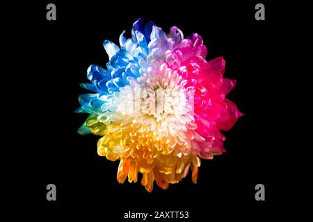 Colorful flower on black background Stock Photo