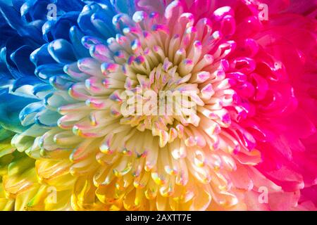 Colorful flower on black background Stock Photo