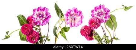 Panoramic view of dahlias isolated over white background Stock Photo