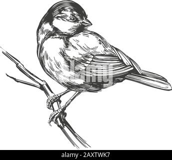 bird titmouse on a branch, hand drawn vector illustration realistic sketch isolated on white background. Stock Vector