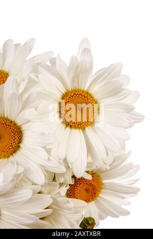 Chamomile flowers isolated over white background Stock Photo