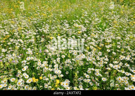 Thin meadow, Zurich uplands, Switzerland Stock Photo