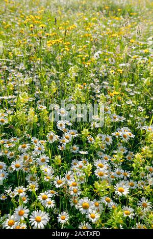 Thin meadow, Zurich uplands, Switzerland Stock Photo