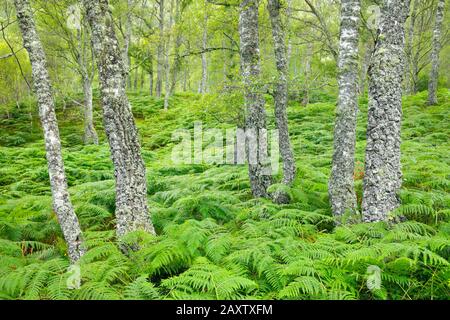 Birch forest, Craigellachie Nationwide Nature reserve, Scotland Stock Photo