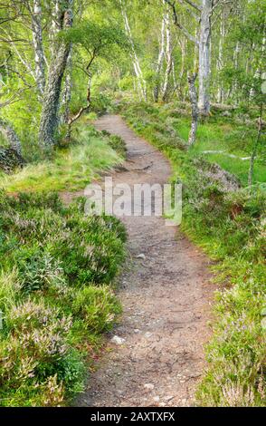 Footpath in the birch forest, Craigellachie Nationwide Nature reserve, Scotland Stock Photo