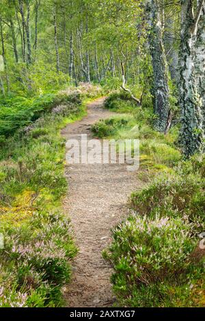 Footpath in the birch forest, Craigellachie Nationwide Nature reserve, Scotland Stock Photo
