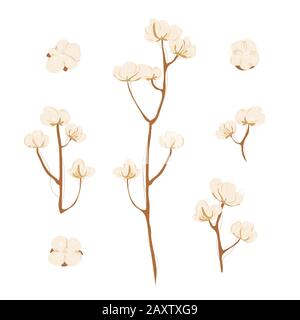 Cotton branch with flowers on white background. Delicate white cotton flowers on brunch. Light cotton flower illustration, flat lay. Stock Vector