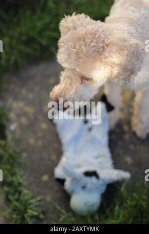 apricot poodle with a dog toy, cute poodle high angle portrait, toy poodle outside playing, poodle staring Stock Photo