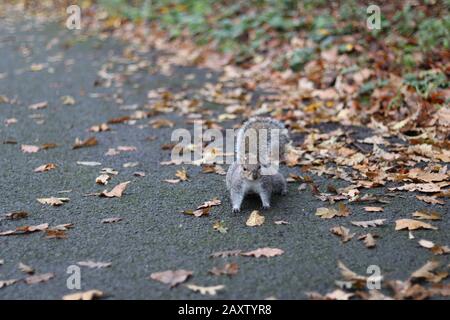 grey squirrel standing on a path, cute grey squirrel, surrounded by autumn leaves, squirrel posing front Stock Photo