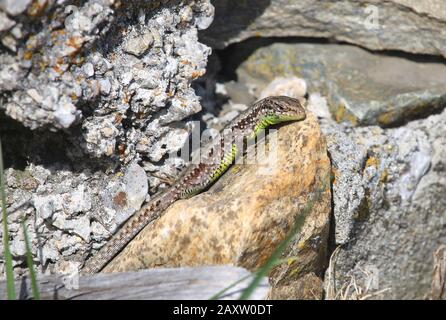 Leonese rock lizard (Iberolacerta galani) is an endemic species from the Montes de León in northwestern Spain. Stock Photo