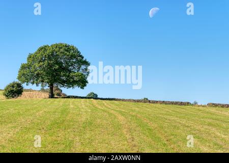 A large, low, daytine moon in blue sky over a field bordered by a stone wall in the Derbyshire countryside Stock Photo