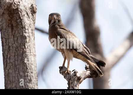 White Eyed buzzard, Butastur teesa, Pench National Park, Madhya Pradesh, India Stock Photo