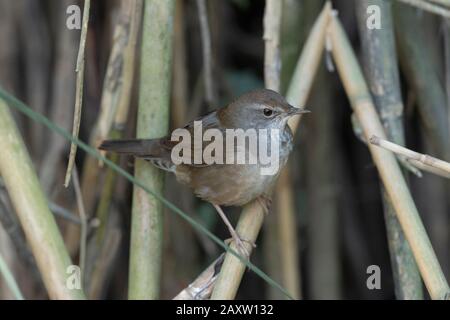 Baikal bush warbler, Locustella davidi, Maguri Beel, Southeast of Dibru Saikhowa National Park, Tinsukia district, Upper Assam, India Stock Photo