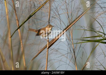 Paddyfield Warbler, Acrocephalus agricola, Maguri Beel, Southeast of Dibru Saikhowa National Park, Tinsukia district, Upper Assam, India Stock Photo