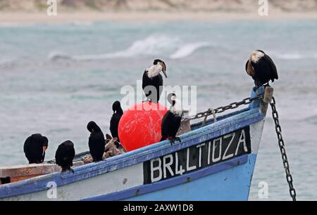 White-breasted Cormorant (Phalacrocorax lucidus) and Cape Cormorant (P.capensis) resting and preening on fishing boat  south coast of Western Cape, So Stock Photo