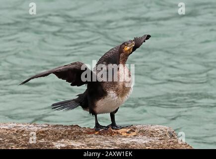 White-breasted Cormorant (Phalacrocorax lucidus) immature standing on dock with wings out  Western Cape, South Africa           November Stock Photo