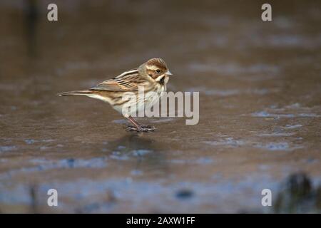 Reed Bunting (Emberiza schoeniclus) Stock Photo