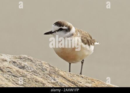 White-fronted Plover (Charadrius marginatus) adult standing on rock  Western Cape, South Africa        November Stock Photo