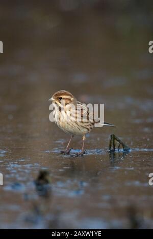 Reed Bunting (Emberiza schoeniclus) Stock Photo