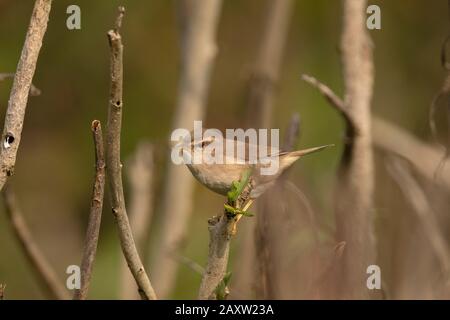 Dusky Warbler, Phylloscopus fuscatus, Maguri Beel, Tinsukia District of Upper Assam, India Stock Photo