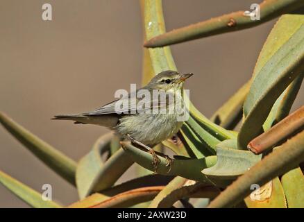 Willow Warbler (Phylloscopus trochilus) adult migrant perched on vegetation  Goegap Nature Reserve, South Africa            November Stock Photo