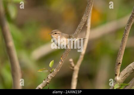 Dusky Warbler, Phylloscopus fuscatus, Maguri Beel, Tinsukia District of Upper Assam, India Stock Photo