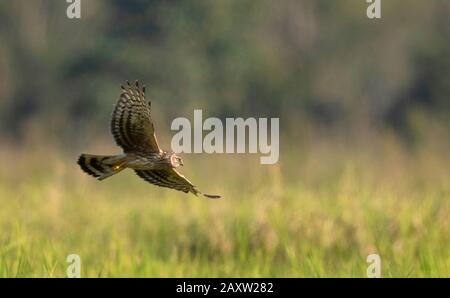 Hen Harrier, Circus cyaneus, Maguri Beel, Tinsukia District of Upper Assam, India Stock Photo