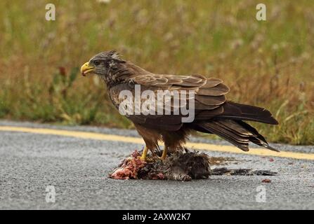 Yellow-billed Kite (Milvus parasitus) adult feeding on road kill in the rain  Western Cape, South Africa          November Stock Photo