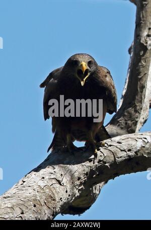 Yellow-billed Kite (Milvus parasitus) adult perched in tree panting  Western Cape, South Africa          November Stock Photo
