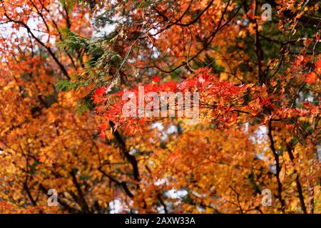 Colourful trees in autumn at Nikko, Japan shot on 60 megapixel camera. Stock Photo