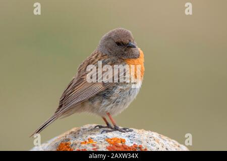 Robin Accentor, Prunella rubeculoides, Ladakh, Jammu and Kashmir, India Stock Photo